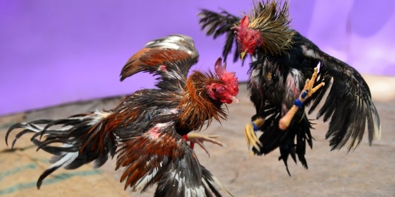 gk88 com nổ hũ tiếng anh là gì