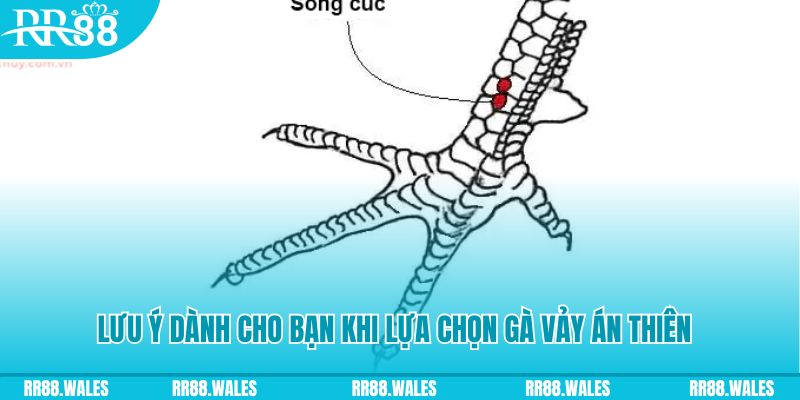 gk88 com how to play roulette at casino