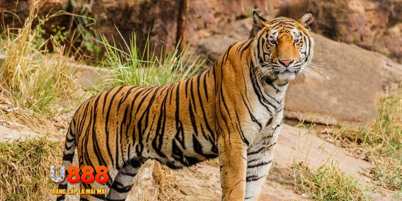 gk88 com ban ca vip online