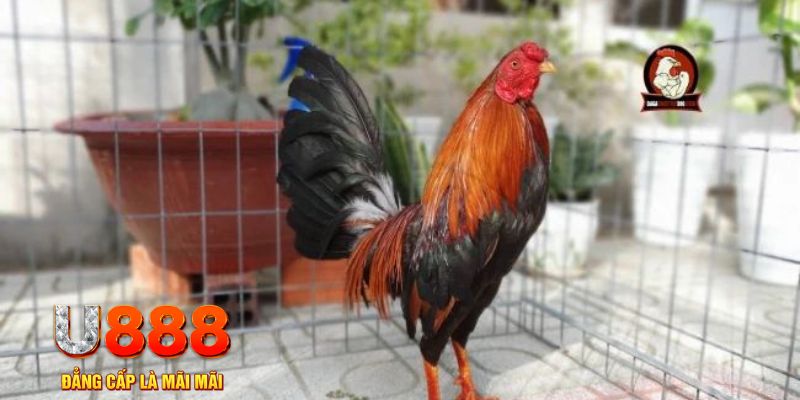 gk88 com nổ hũ chơi như thế nào