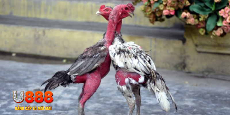 gk88 com bàn cầu điểm số tay trước trong baccarat là gì