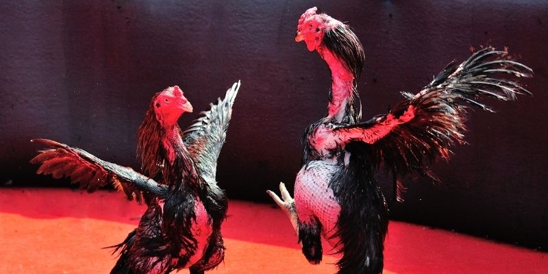 gk88 com Spribe Điện Tử